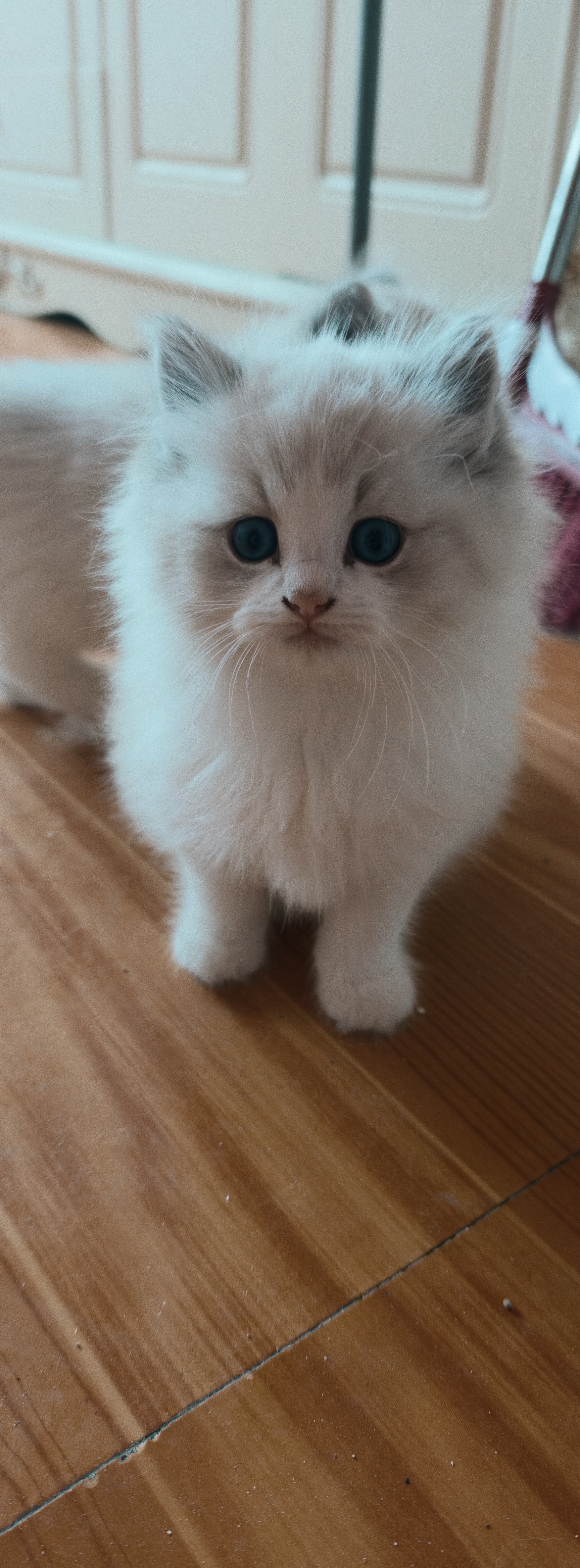 家庭繁育的小猫，非常健康！